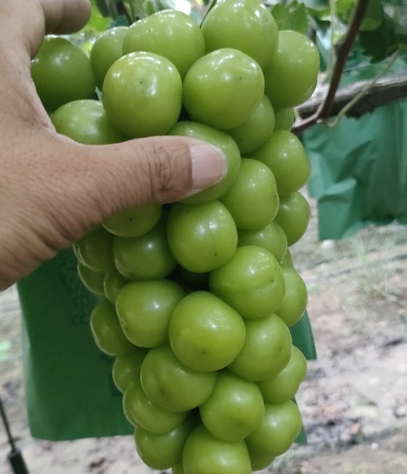 夏邑精品阳光玫瑰葡萄和夏黑一手货源大量上市产地直发