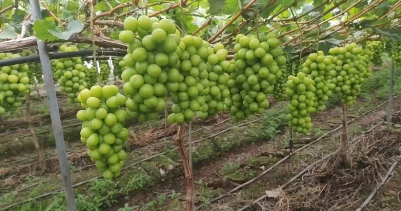 夏邑精品阳光玫瑰葡萄和夏黑一手货源大量上市产地直发