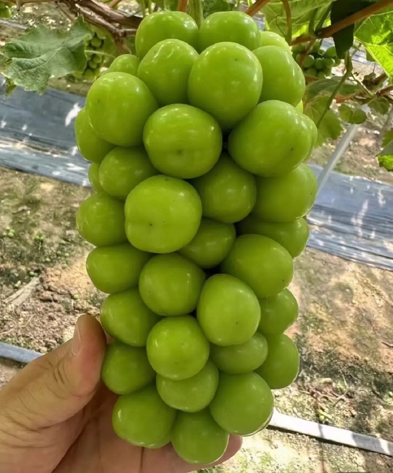 夏邑精品阳光玫瑰葡萄和夏黑一手货源大量上市产地直发