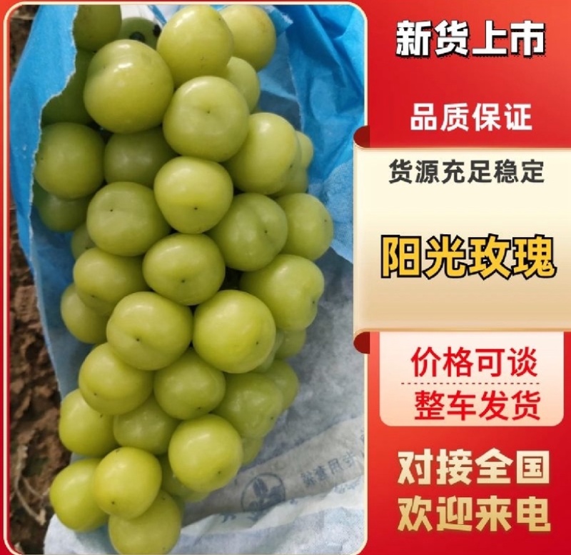 夏邑精品阳光玫瑰葡萄和夏黑一手货源大量上市产地直发
