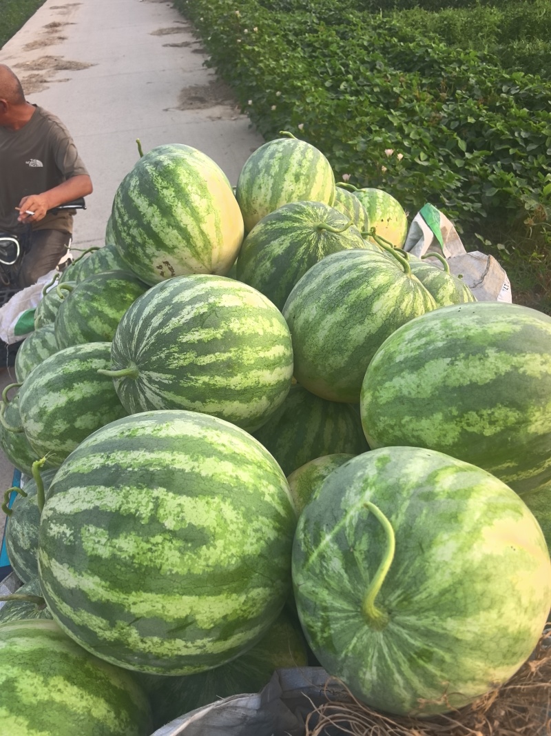 花皮无籽西瓜，10斤打底，口感好，耐运输