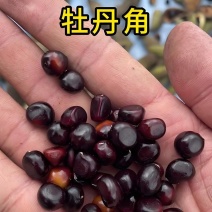 油用牡丹种子批发育苗专用产地批发育苗专用