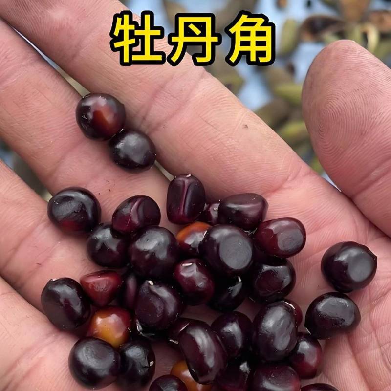 油用牡丹种子批发育苗专用产地批发育苗专用