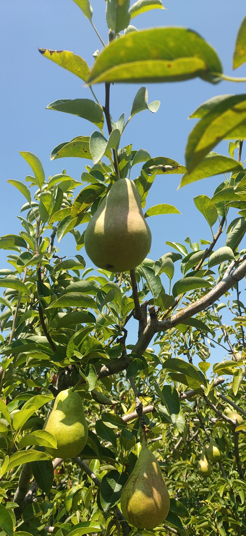 绿巴梨