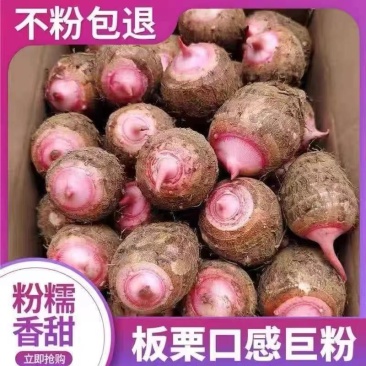 浙江金华新鲜现挖红芽芋头仔红嘴小毛芋头香芋艿软粘粉糯自种蔬菜