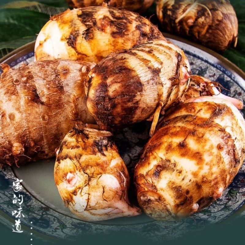 浙江金华新鲜现挖红芽芋头仔红嘴小毛芋头香芋艿软粘粉糯自种蔬菜