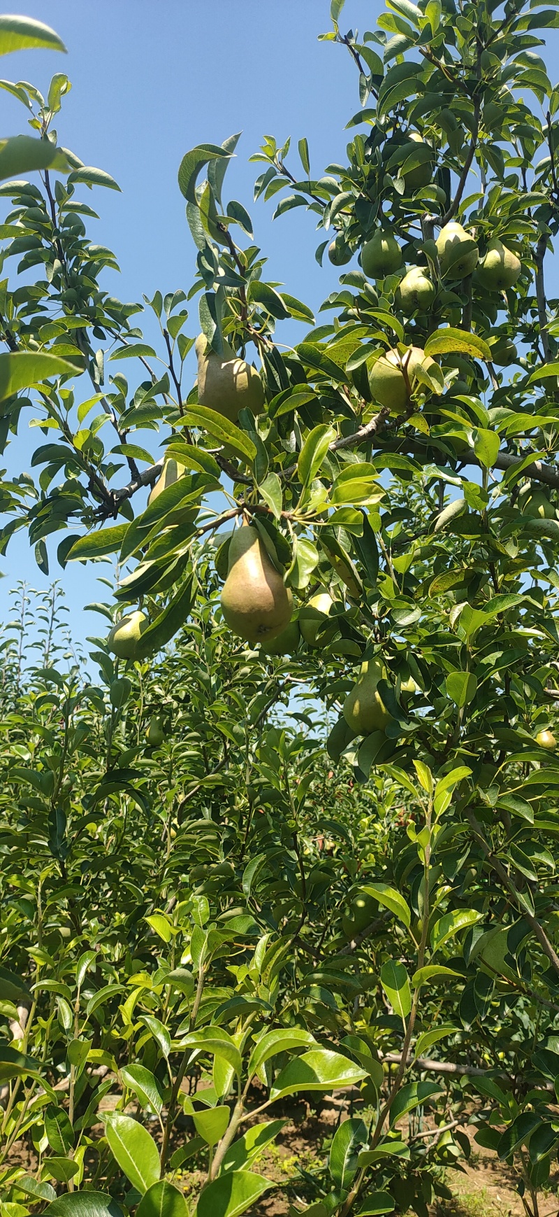绿巴梨