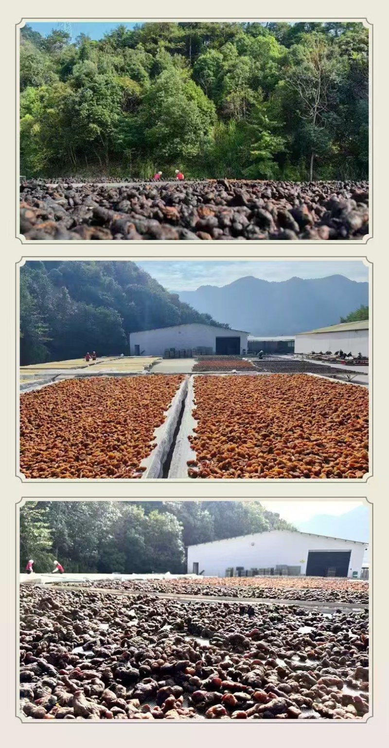 正规即食黄精果