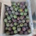 宜宾屏山茵红李