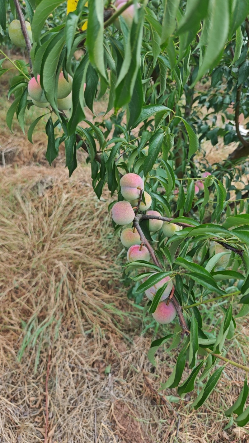 宜宾屏山茵红李