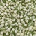 茉莉花干茉莉花雷2025年茉莉花苞