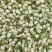 茉莉花干茉莉花雷2025年茉莉花苞