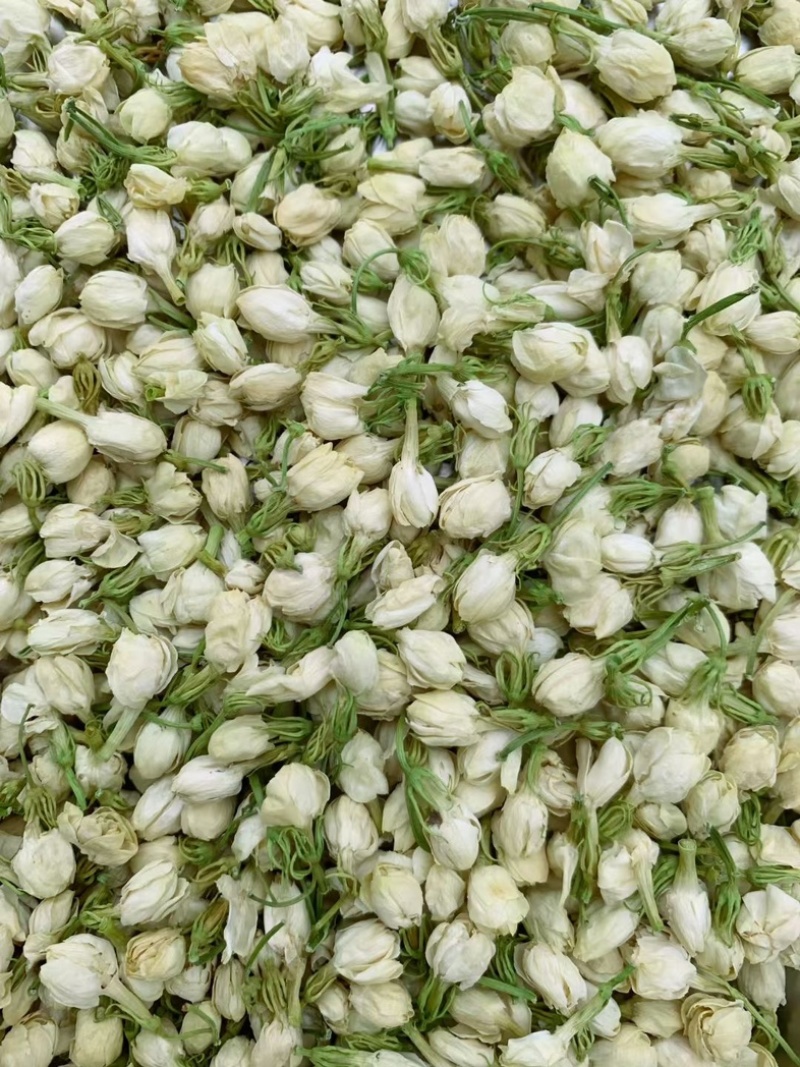 茉莉花干茉莉花雷2025年茉莉花苞