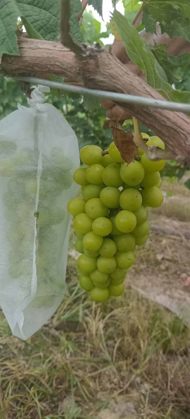 阳光玫瑰大量上市产地直发保质保量量大从优欢迎电话咨询