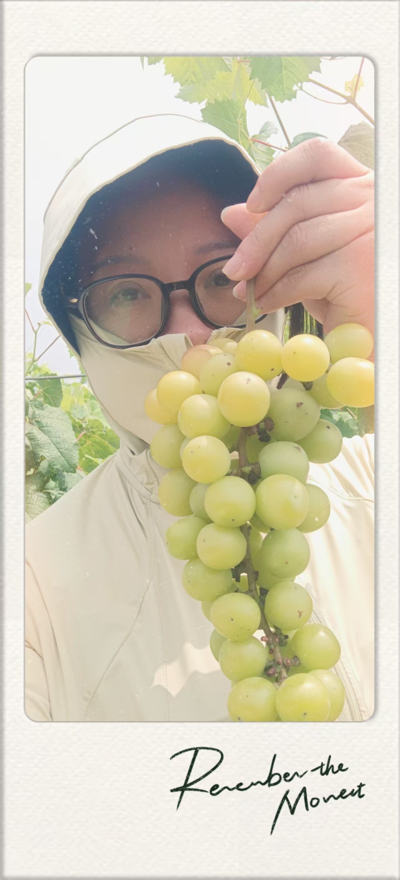 阳光玫瑰大量上市产地直发保质保量量大从优欢迎电话咨询