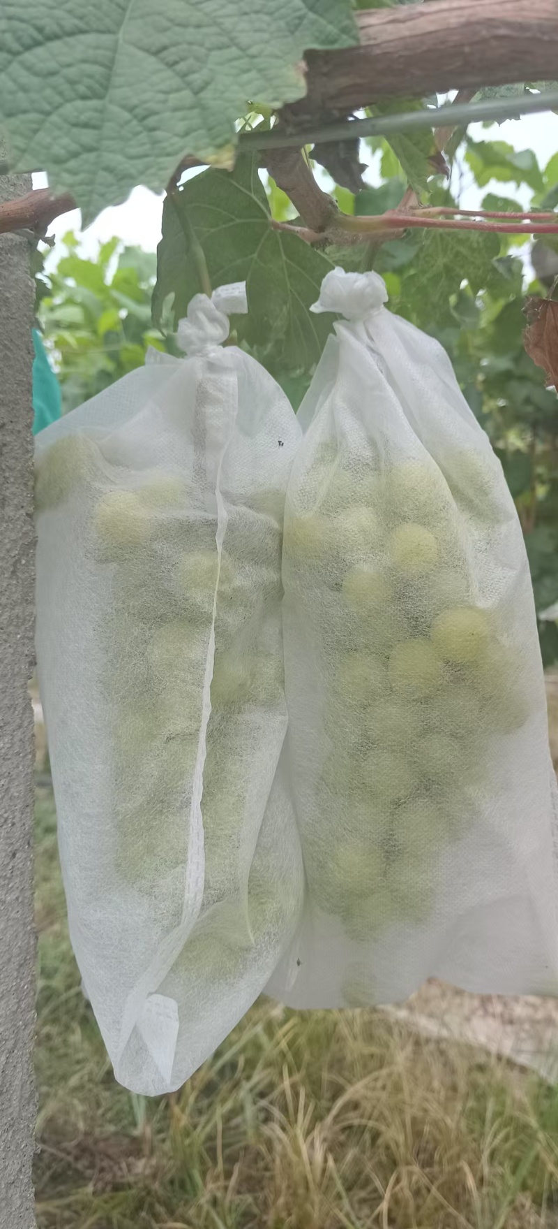 阳光玫瑰大量上市产地直发保质保量量大从优欢迎电话咨询
