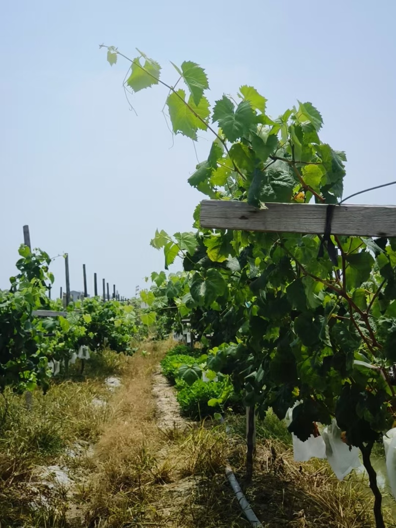 阳光玫瑰大量上市产地直发保质保量量大从优欢迎电话咨询