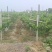 阳光玫瑰大量上市产地直发保质保量量大从优欢迎电话咨询