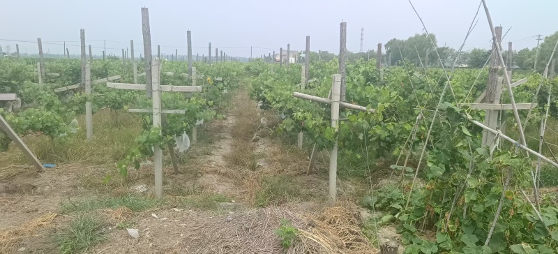 阳光玫瑰大量上市产地直发保质保量量大从优欢迎电话咨询