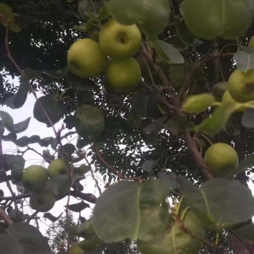 梨园直供