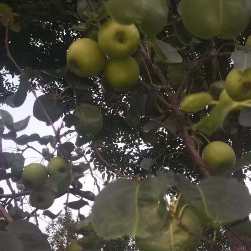 梨园直供