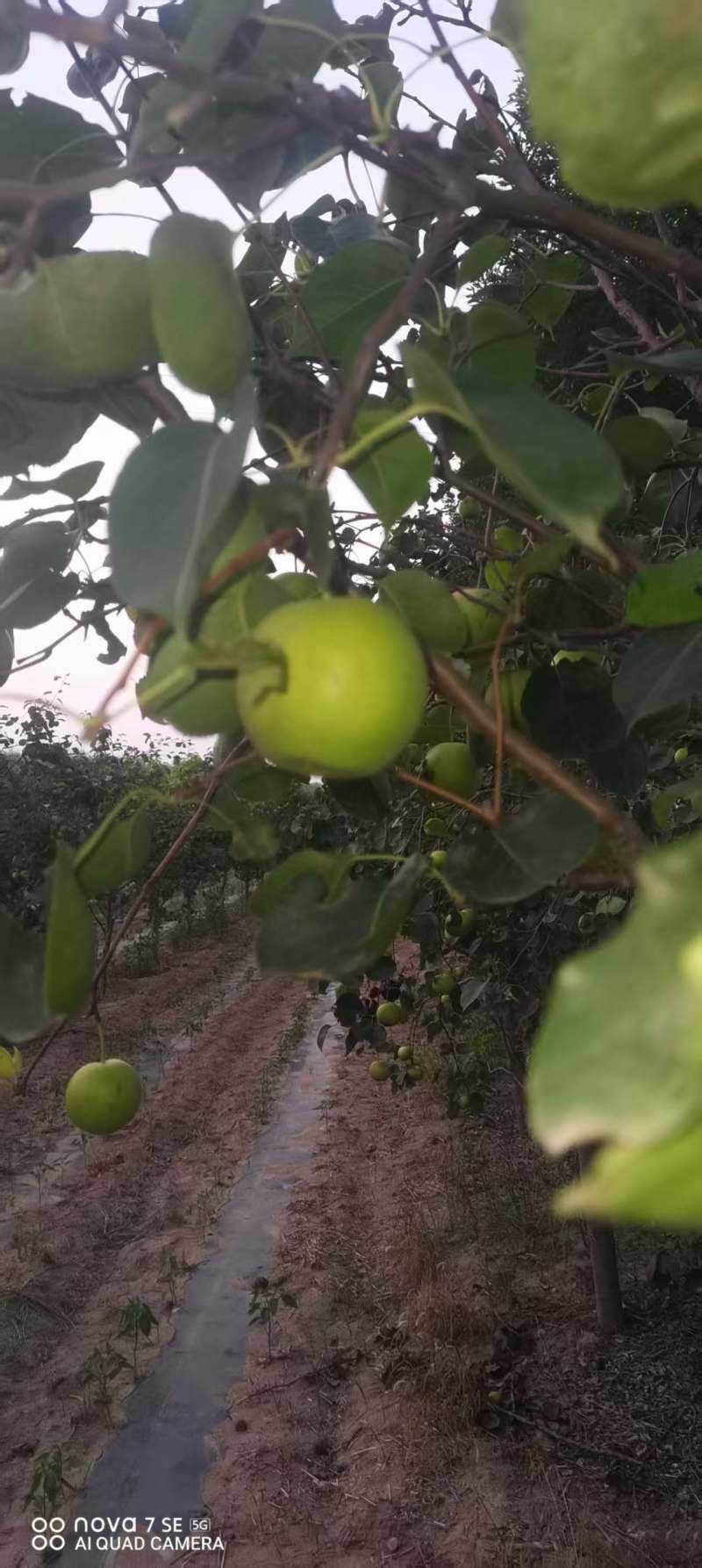 梨园直供