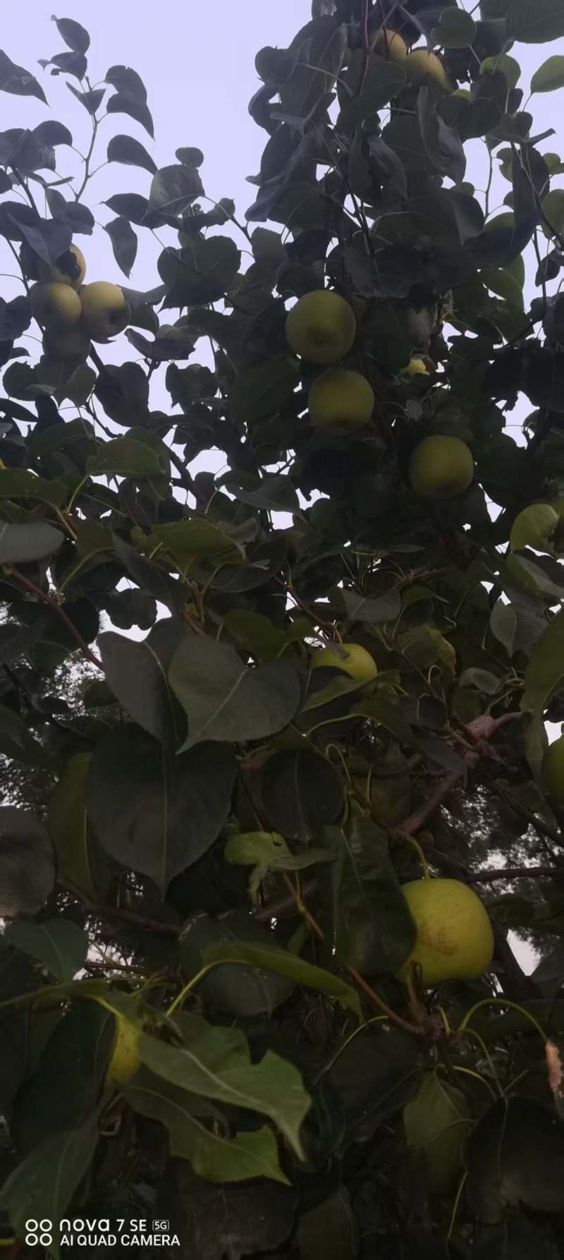 梨园直供