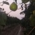 梨园直供