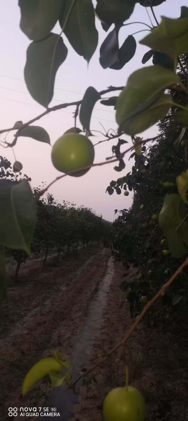 梨园直供