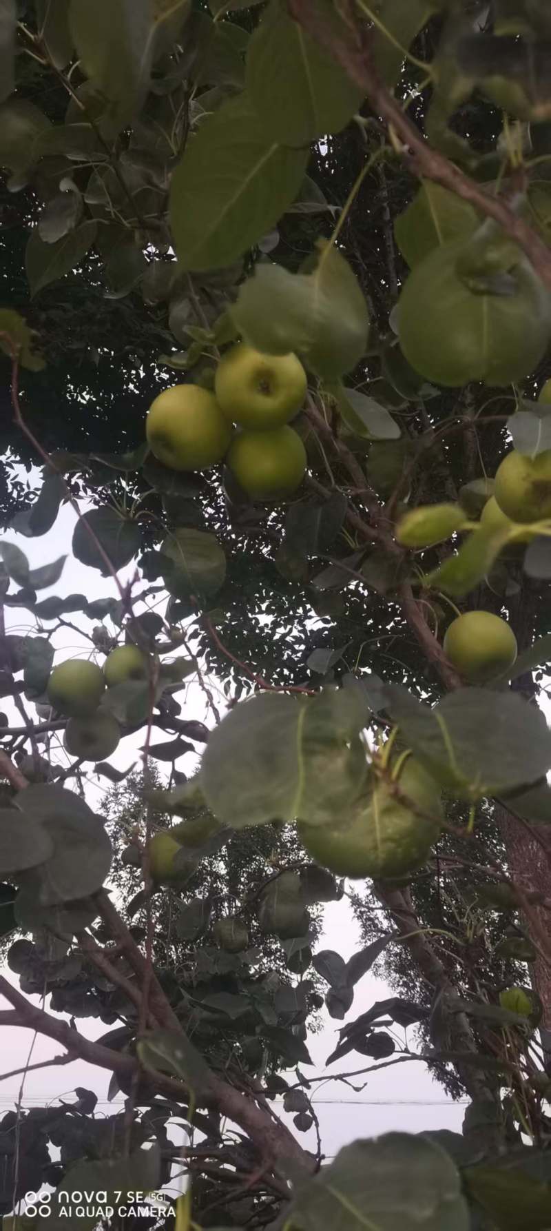 梨园直供