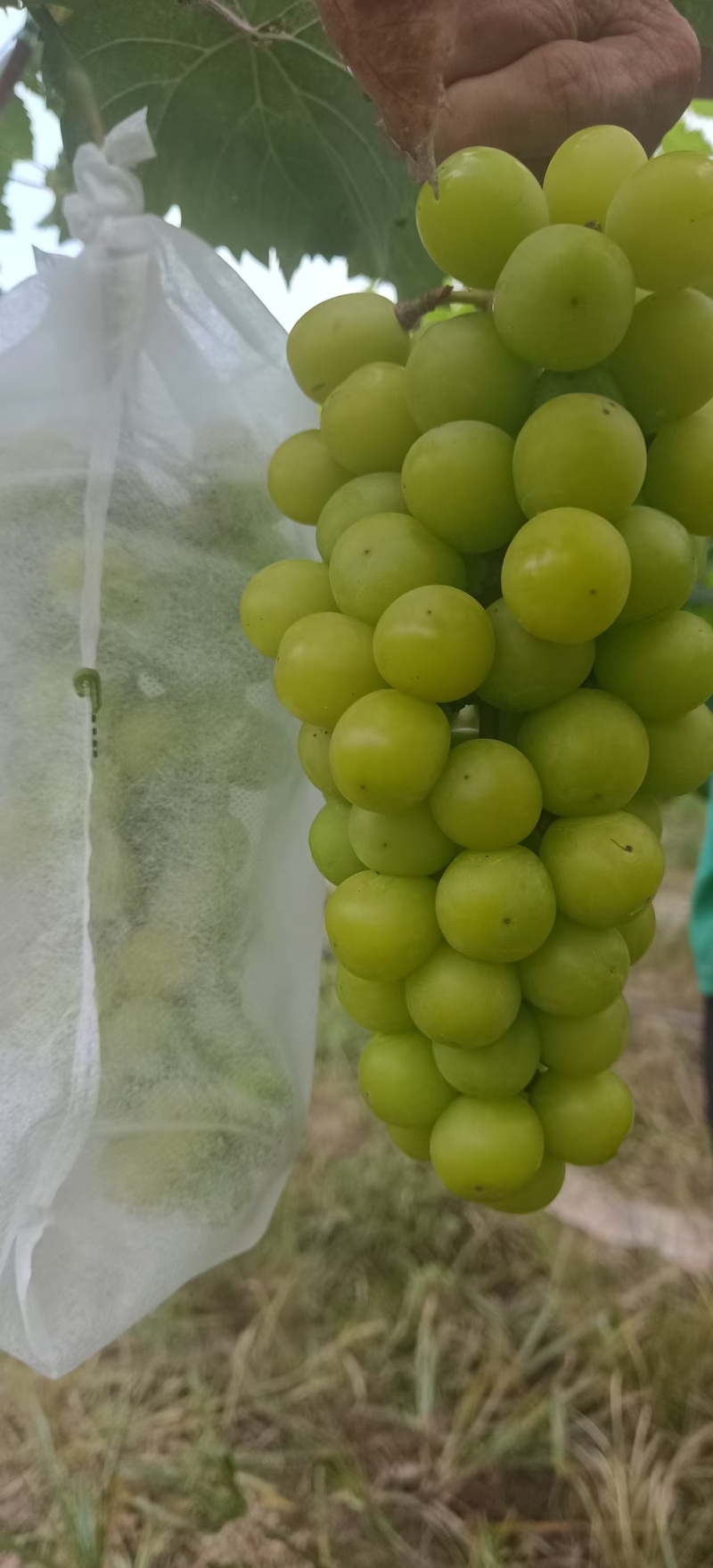 精品阳光玫瑰大量有货量大从优保质保量欢迎咨询