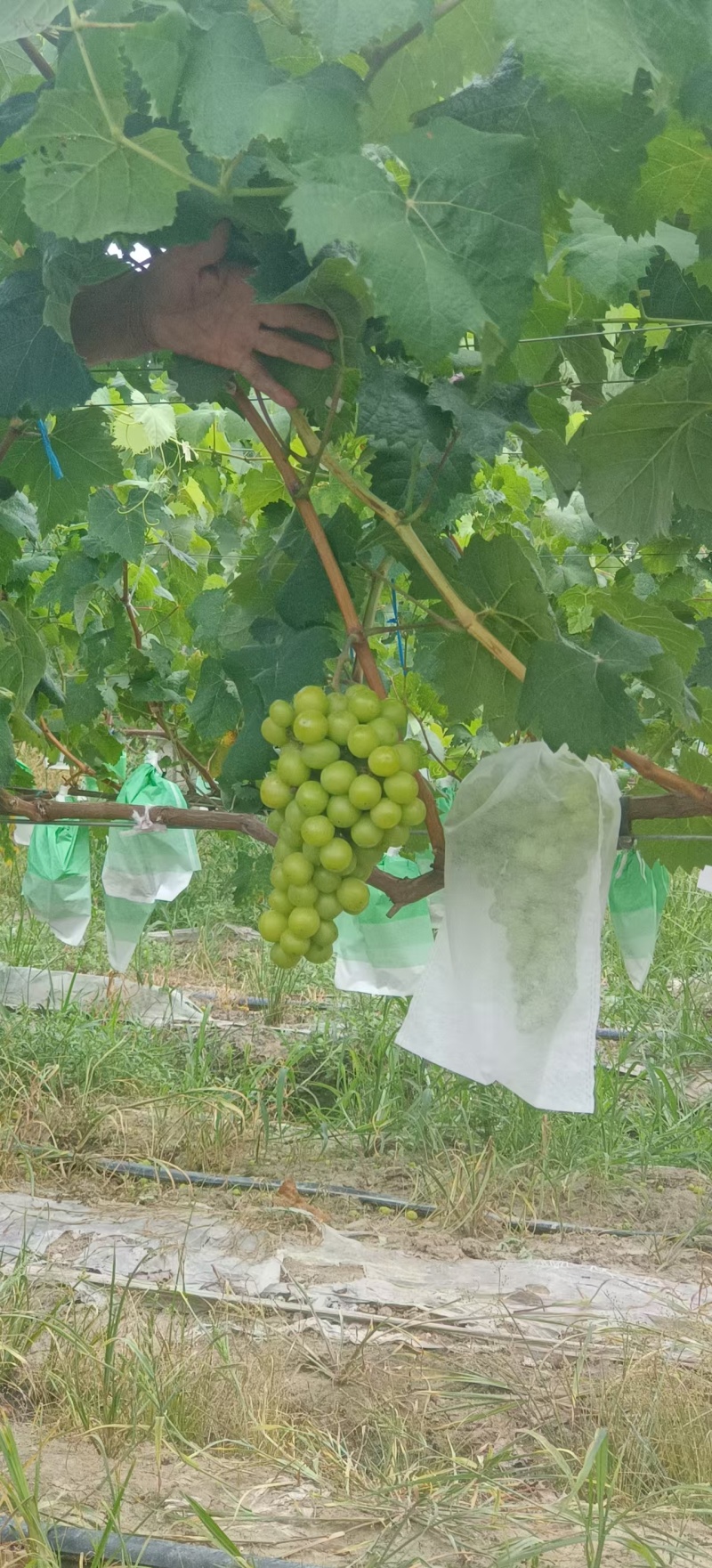 精品阳光玫瑰大量有货量大从优保质保量欢迎咨询