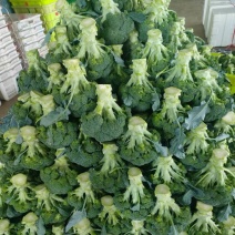 【精选西蓝花】甘肃定西，西兰花大量上市质优价廉产地直销