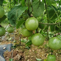 广西灵山黄金百香果大量现货可批发可供商超电商一件代发