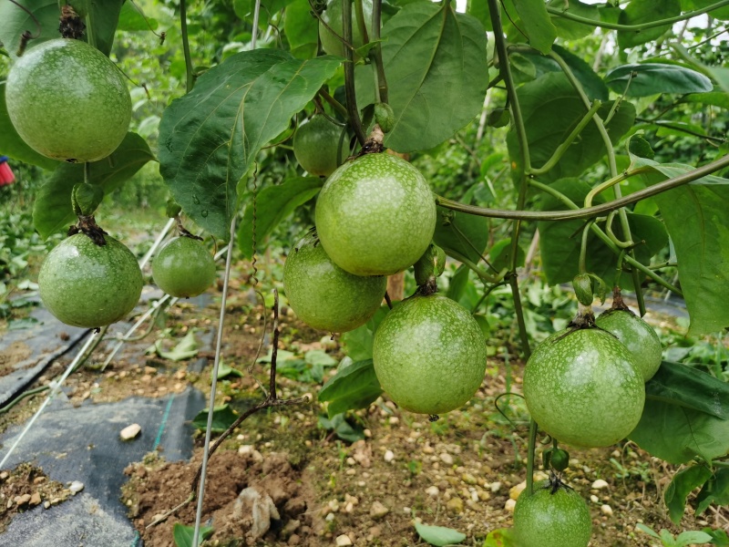 广西灵山黄金百香果大量现货可批发可供商超电商一件代发