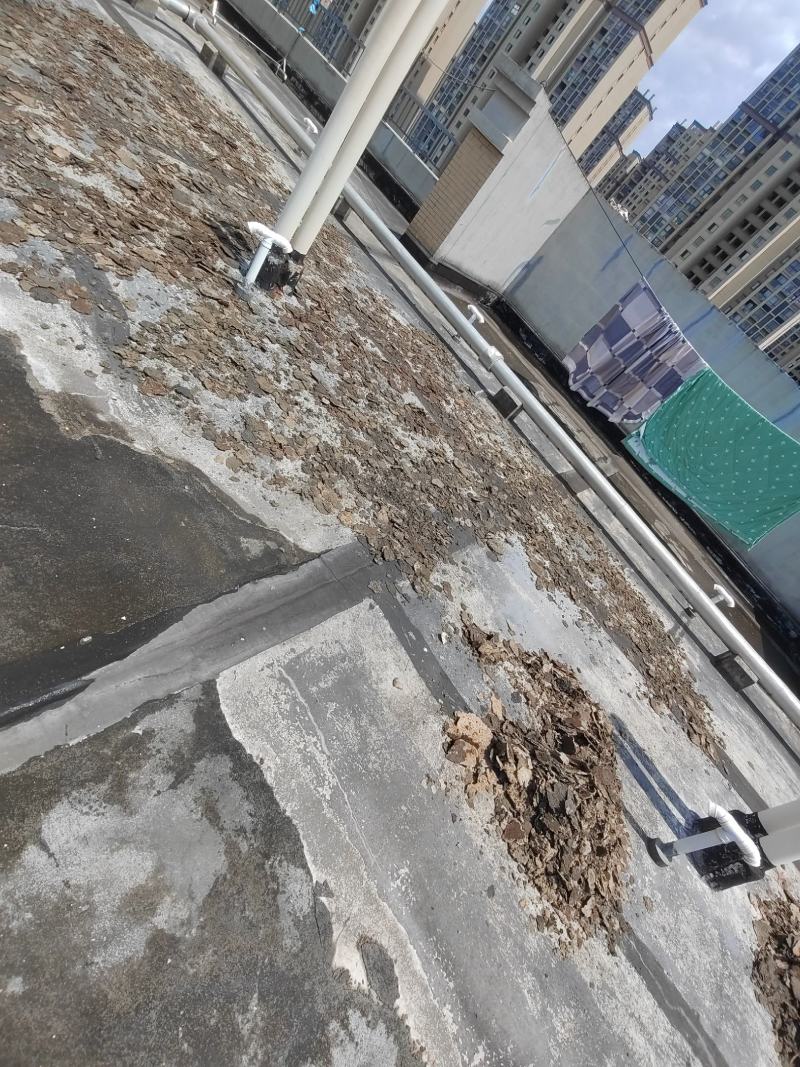 紫霄花，慢慢进入踩收状态