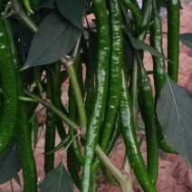 鲜辣椒