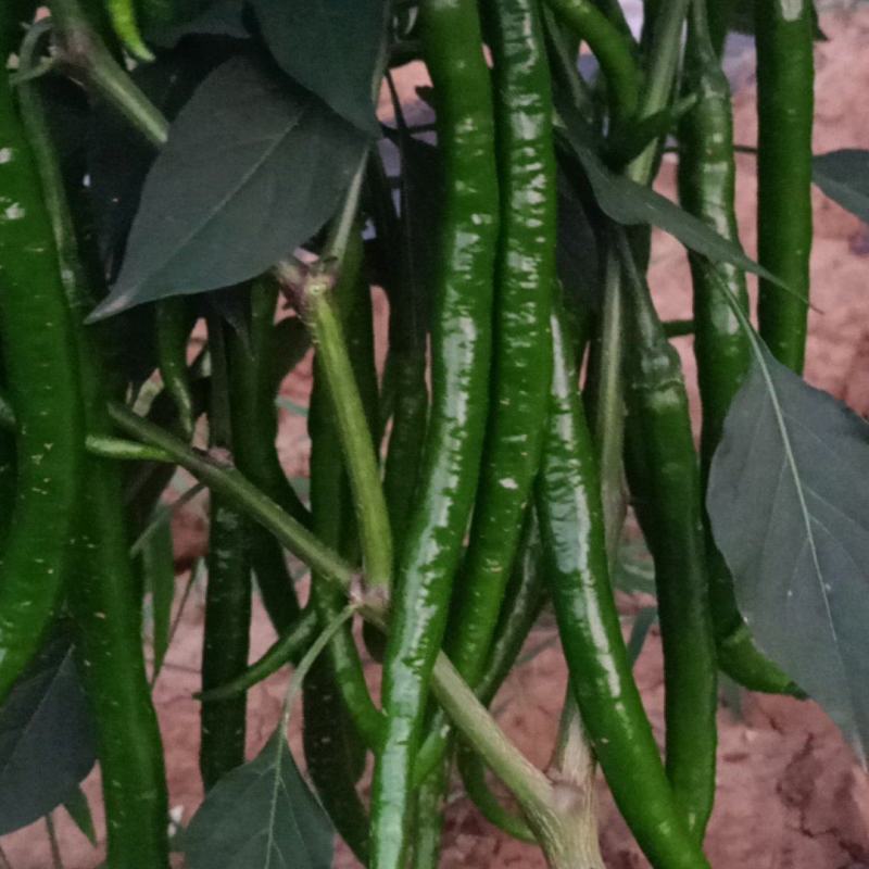鲜辣椒