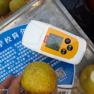金溪的光果，套袋子的都有