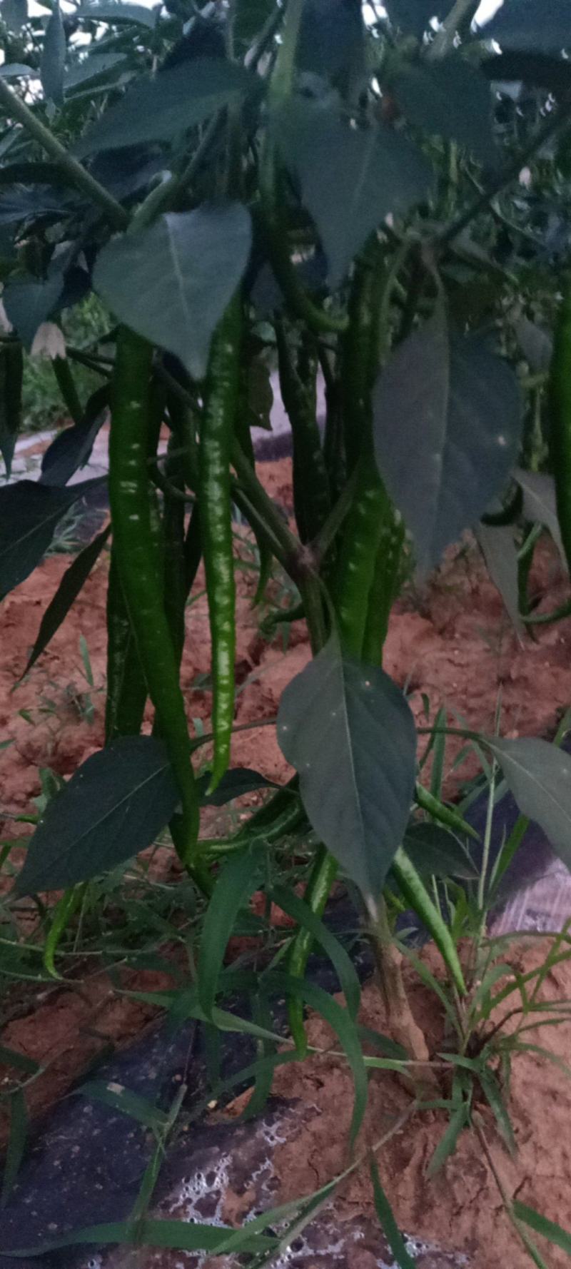 鲜辣椒