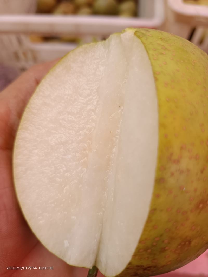金溪的光果，套袋子的都有