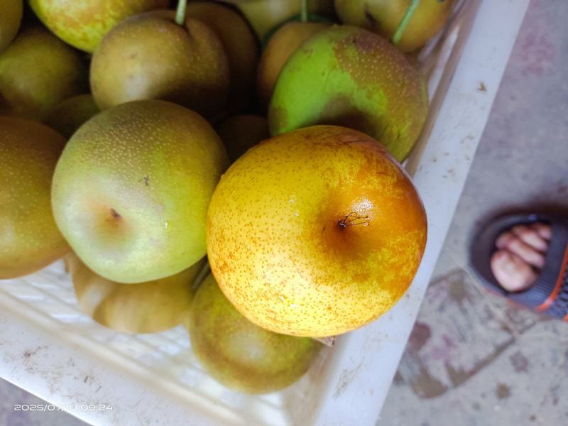 金溪的光果，套袋子的都有