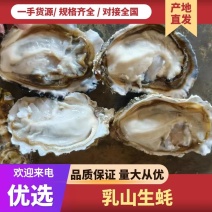 乳山生蚝大量有货规格齐全量大从优保质保量欢迎咨询