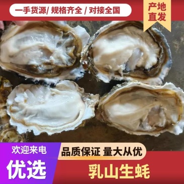 乳山生蚝大量有货规格齐全量大从优保质保量欢迎咨询