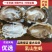 乳山生蚝大量有货规格齐全量大从优保质保量欢迎咨询