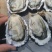乳山生蚝大量有货规格齐全量大从优保质保量欢迎咨询