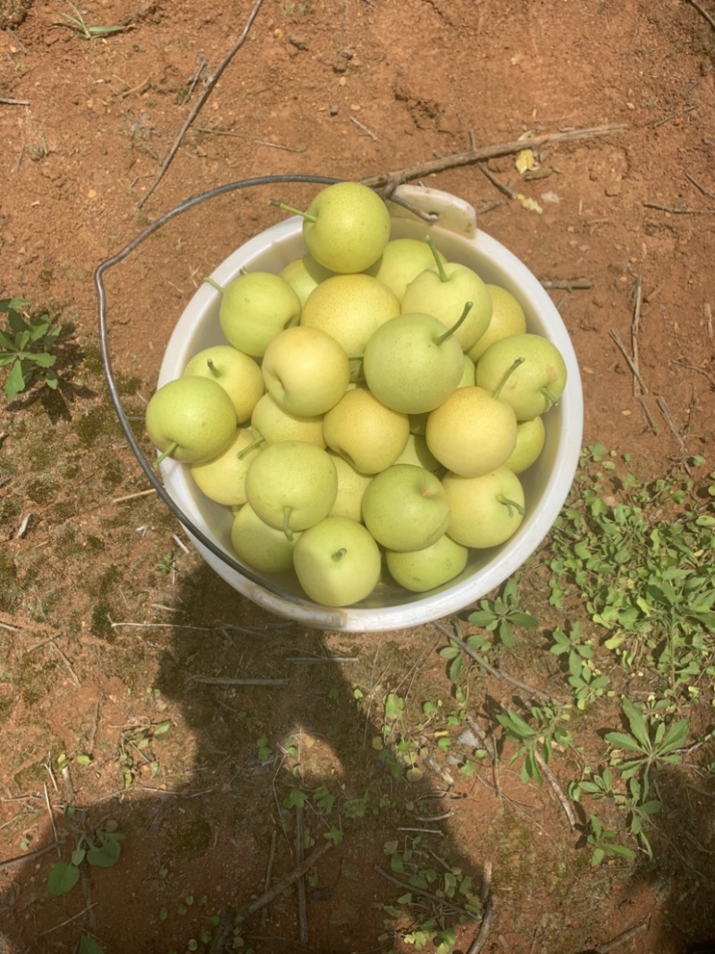 云南早白蜜大量上市，口感细腻