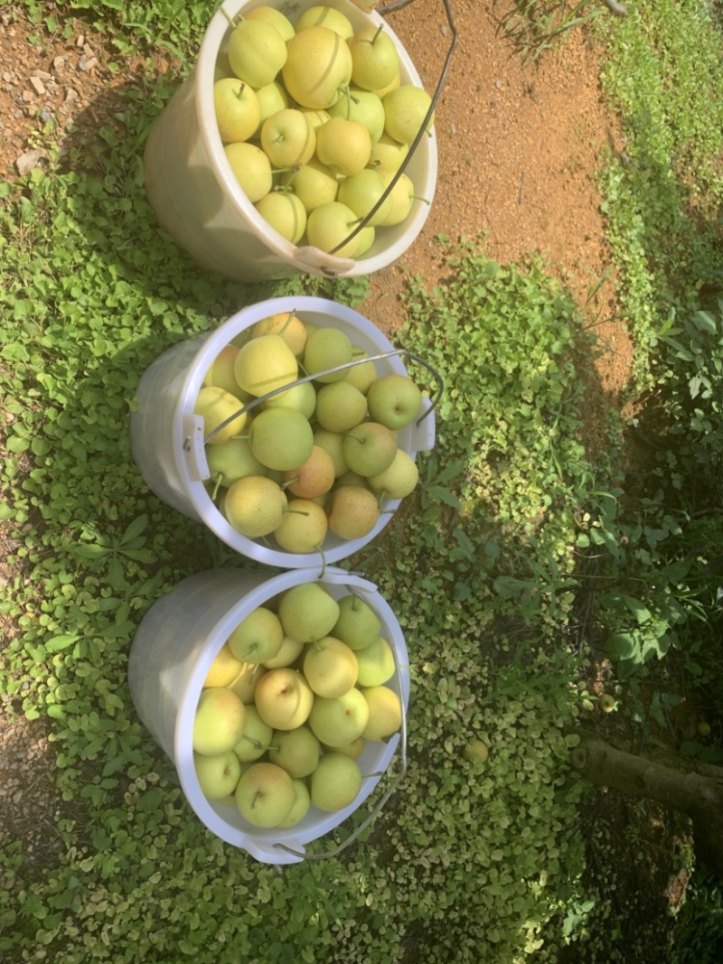 云南早白蜜大量上市，口感细腻