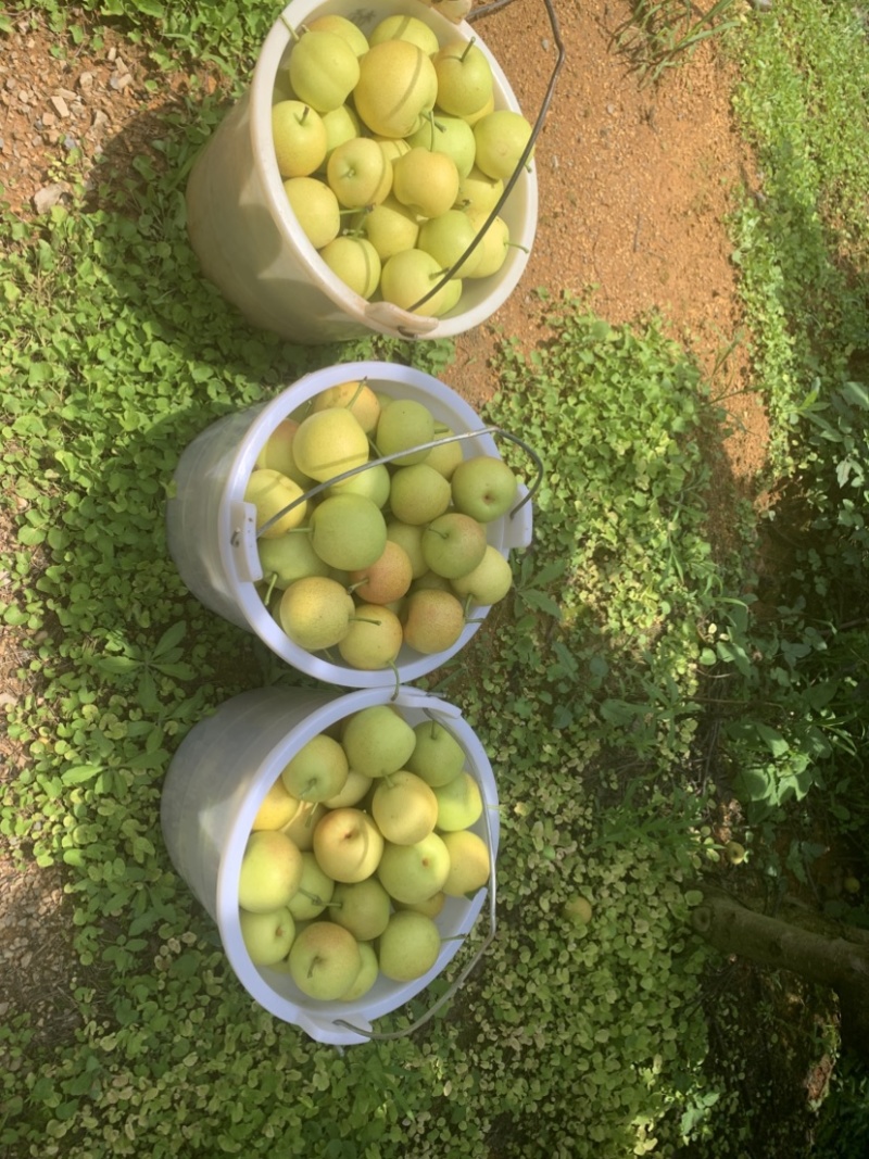 云南早白蜜大量上市，口感细腻