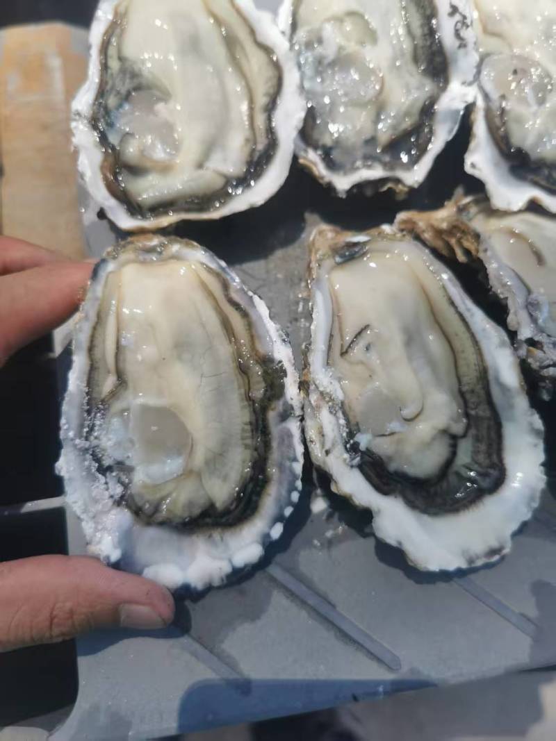精品生蚝乳山生蚝大量有货量大从优产地直发